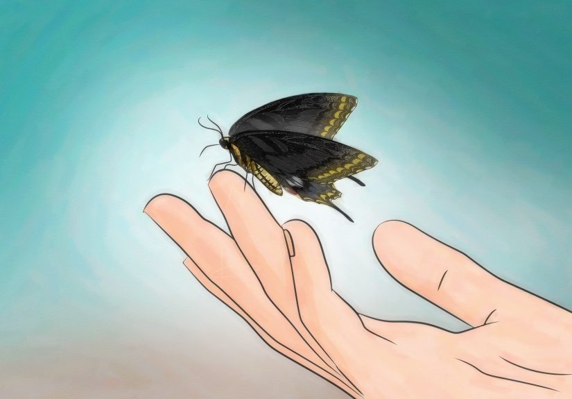 How to Keep Wild Caterpillars As Pets: 13 Steps