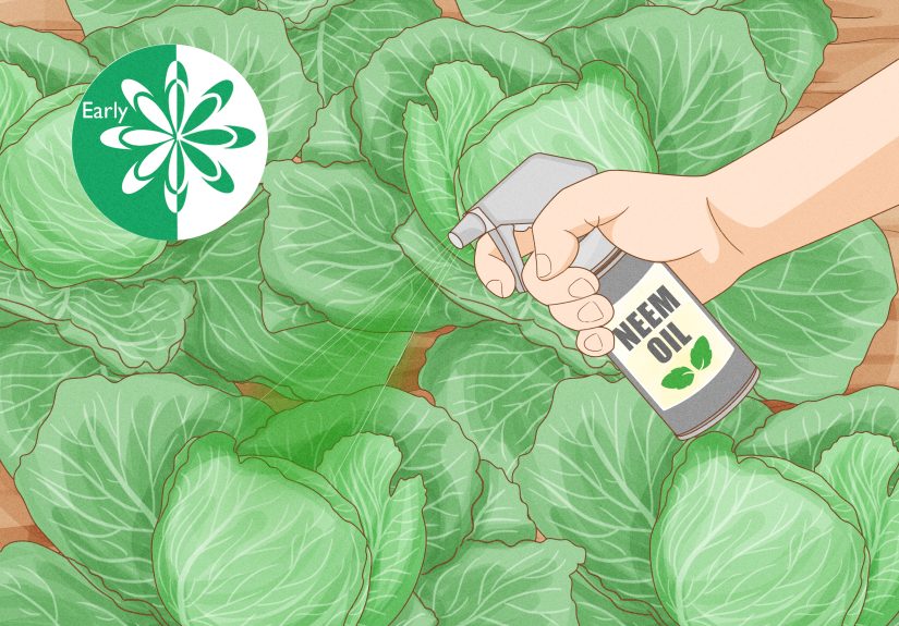 How to Kill Leaf-Footed Bugs: Identification and Control