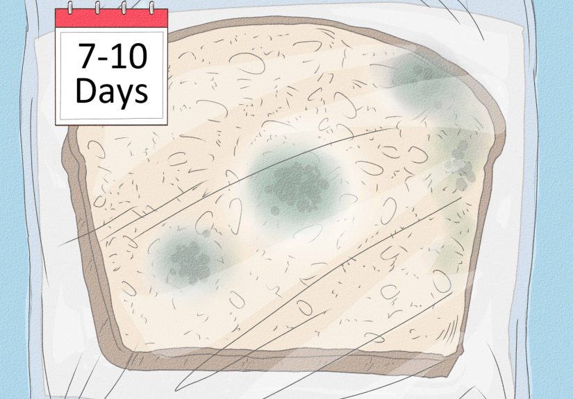 How to Make Mold Grow on Bread: Simple Science Experiment