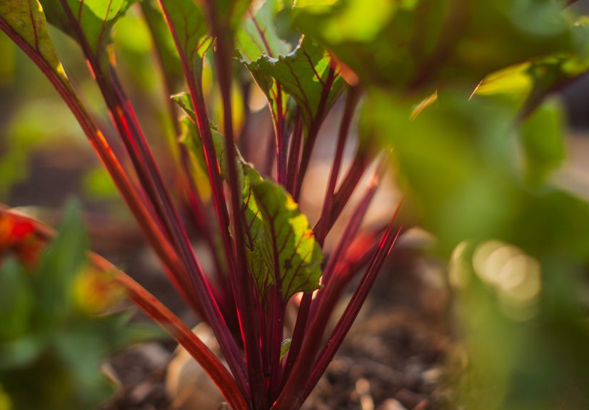 How to Plant and Grow Beets