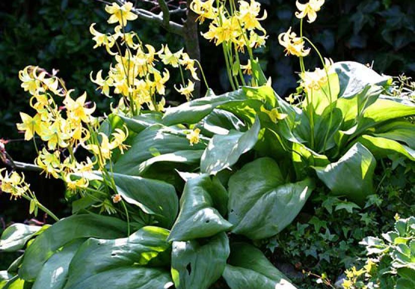 How to Plant and Grow Dog Tooth Violet