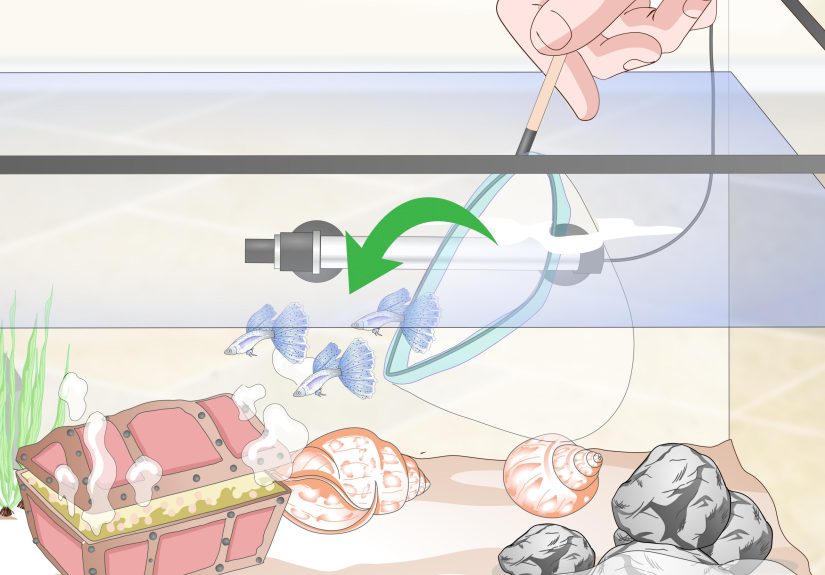 How to Set Up a Freshwater Aquarium