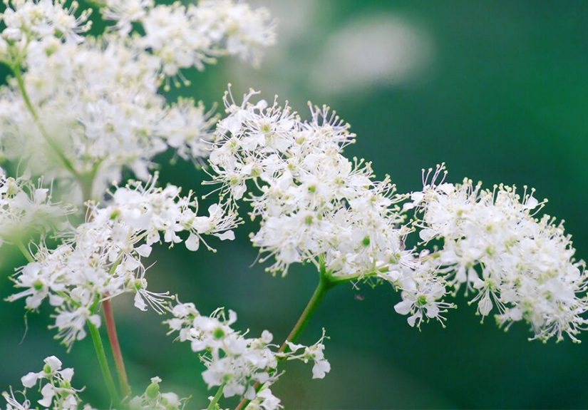 Meadowsweet Herb: Benefits, Uses, Tea, and More