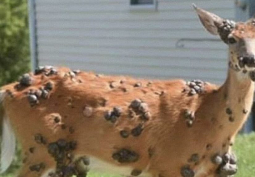 "Mutant Deer" Spotted With Eerie Flesh Bubbles Increases Fear Of An Animal Outbreak In The US