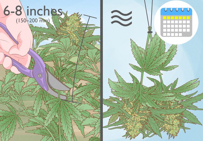 Outdoor Cannabis for Beginners: What to Know About Laws, Safety, and Real-World Risks