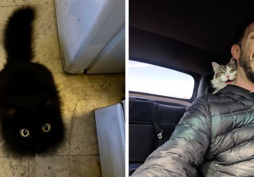 People Are Loving This Online Group That Is Dedicated To Sharing Pictures Of The Fluffiest Cats Ever (50 Pics)