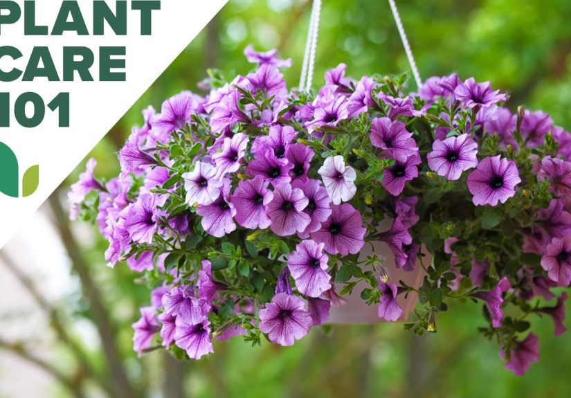 Petunia Care: How to Grow Petunias Outdoors - Bob Vila