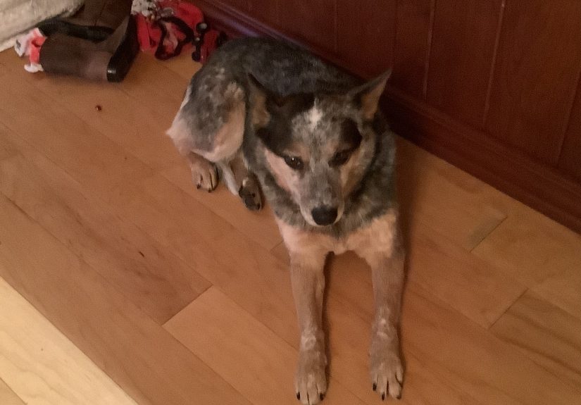 Post A Pic Of Your Heeler Or Dog