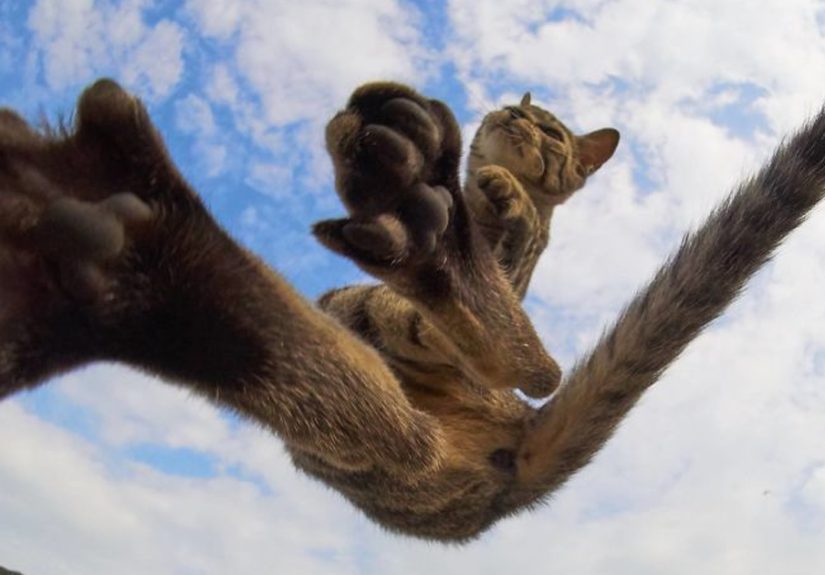 This Japanese Photographer Specializes In Shooting Ninja Cats, And The Result Is Too Purrfect
