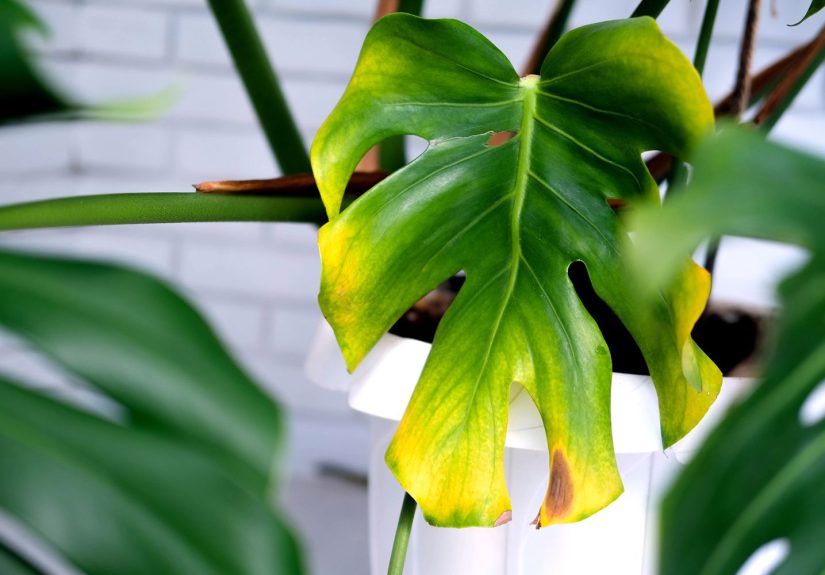 Why Are Your Plant Leaves Turning Yellow?