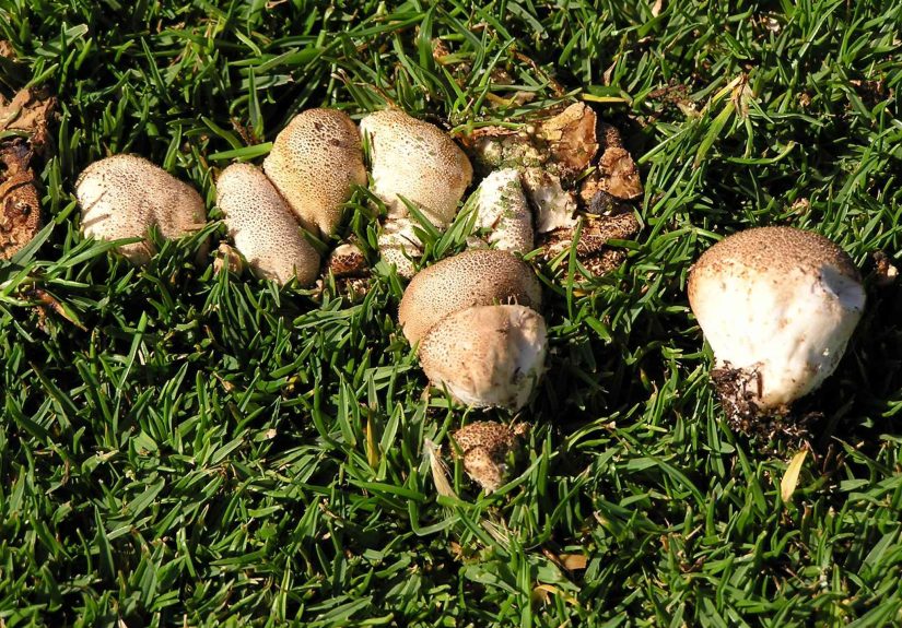 Why Mushrooms in Your Lawn Are a Good Sign, According to a Pro