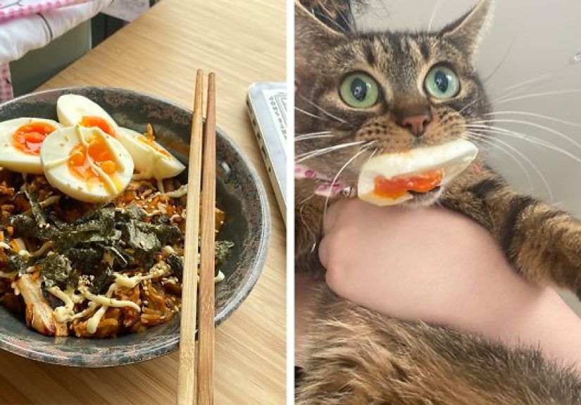 46 Pet-Thieves That Were Caught Red-Pawed When Stealing Food
