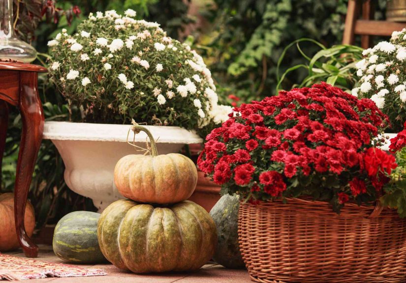 5 Clever Ways to Repurpose Your Mums Once They’ve Stopped Blooming