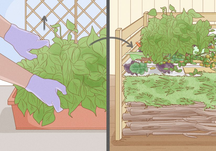 5 Simple Ways to Grow Green Beans Indoors