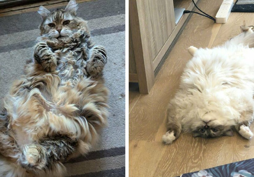 50 Irresistible Cat Bellies That Demand Pets And Scritches