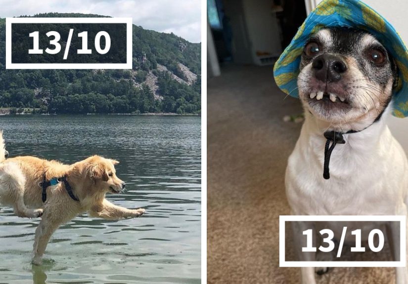 50 “Professional Dog Ratings” That Got The Best Of The Best Puppers Featured On This X Page