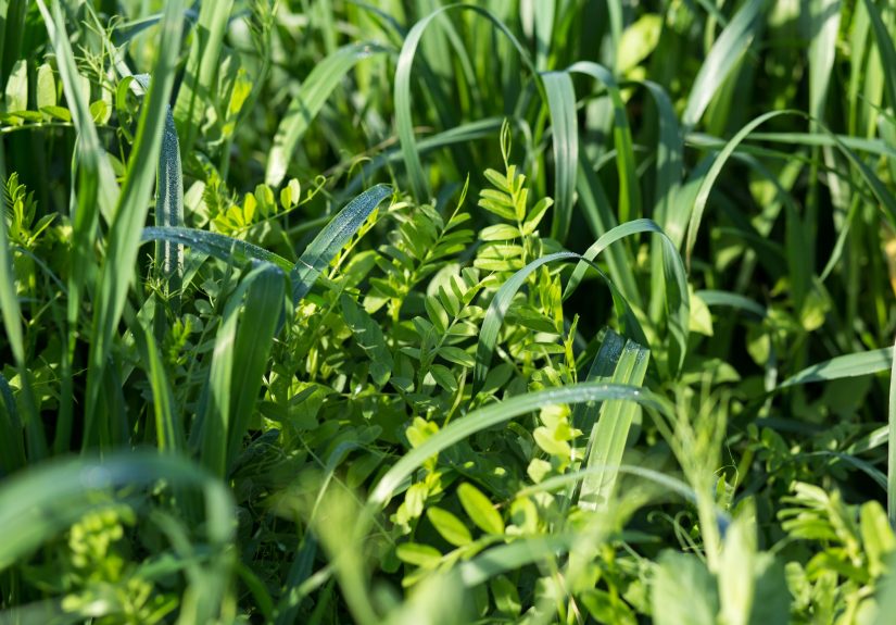 6 Cover Crops to Plant in the Fall to Improve Your Soil Naturally