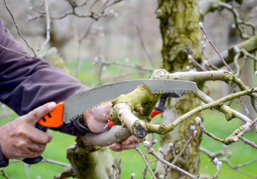6 Things That Can Go Seriously Wrong If You Skip Winter Tree Pruning