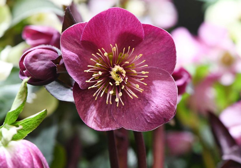 9 Winter-Blooming Plants That Flower During the Coldest Months of the Year