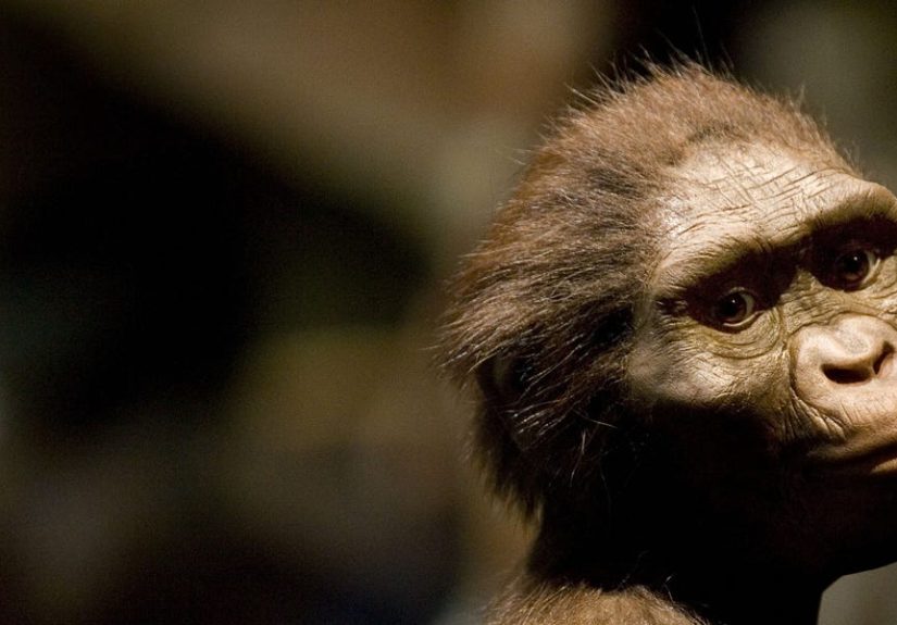 Archaeologists Revealed the Identity of Lucy’s Long-Lost Neighbor