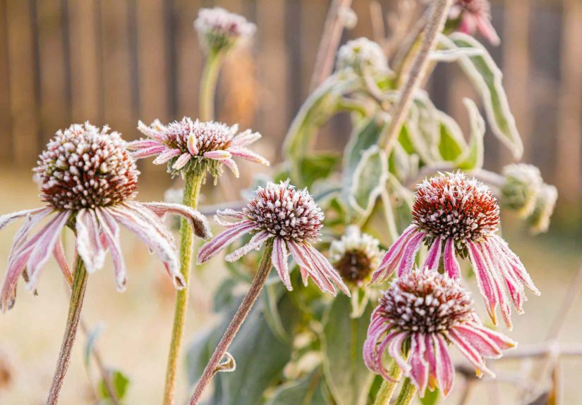 Can Coneflowers Really Survive a Frost? We Asked Gardeners