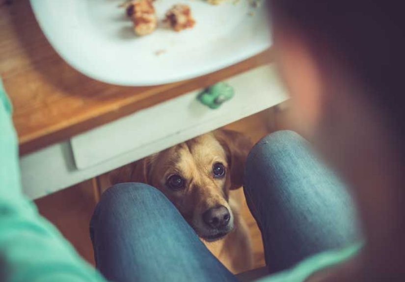 Can My Dog Eat This? A List of Human Foods Dogs Can and Can't Eat