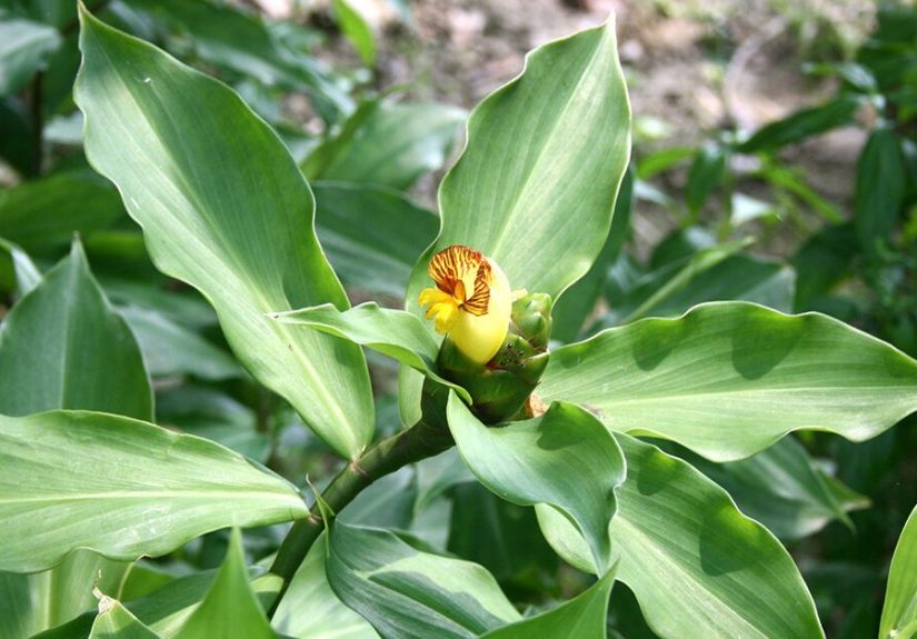 Costus Igneus: Side Effects of the Insulin Plant for Diabetes