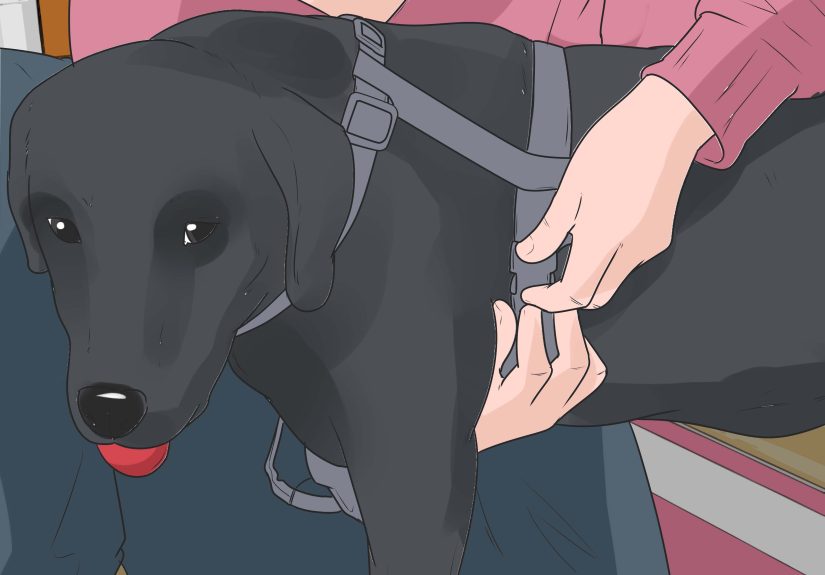 How to Pick up a Dog Properly: 7 Steps