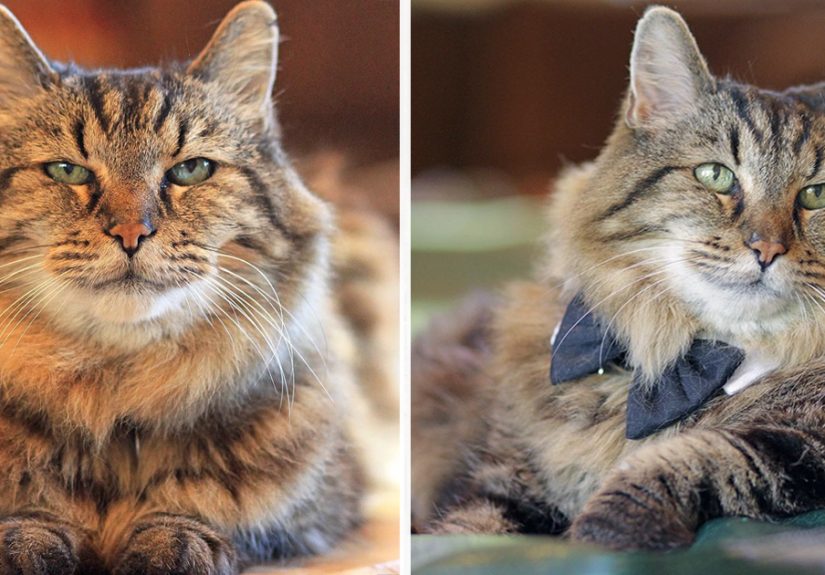 Meet The World’s Oldest Cat Aged 26 Who Was Adopted From A Shelter