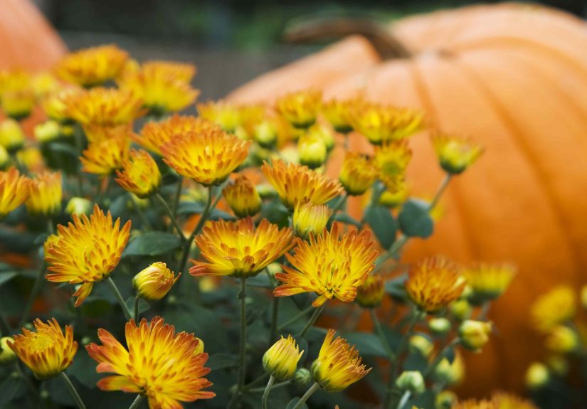 Mums Come Back Every Year If You Treat Them Right, This Gardener Says
