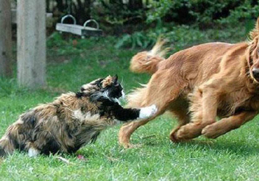 Top 10 Ultimate Rivalries