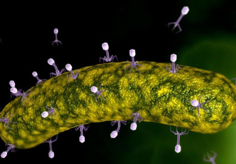 Your Next Antibiotic Might Be a Virus